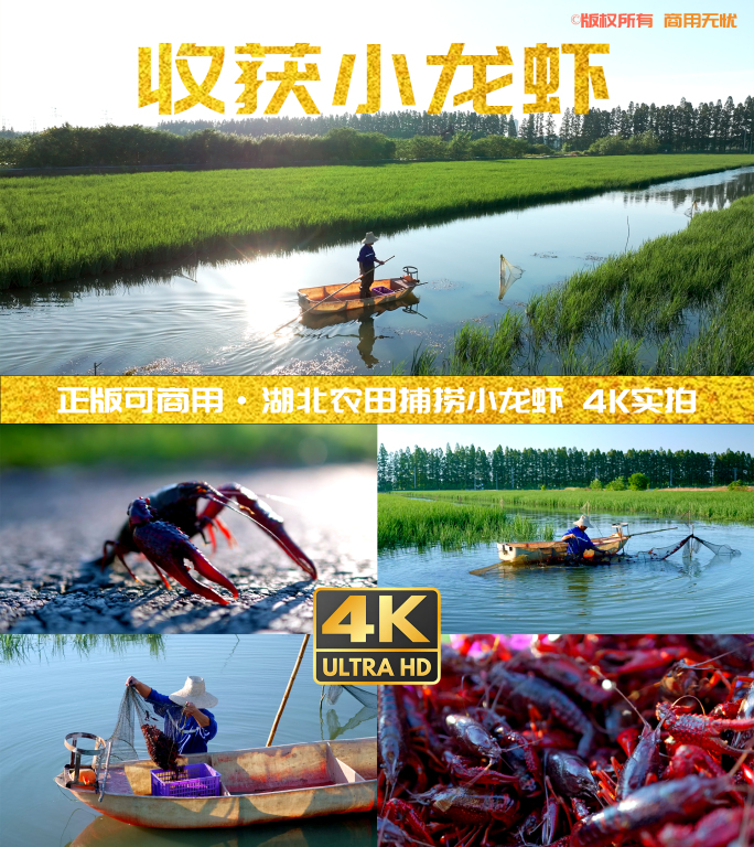 4K捕捞小龙虾虾稻共作养殖产业实拍