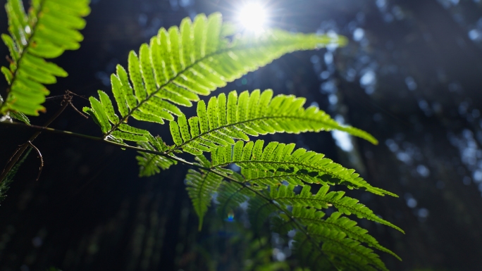 4k原创实拍暮光森林阳光蕨类植物树木特写