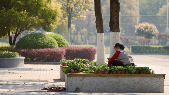 园丁种植花苗实拍视频