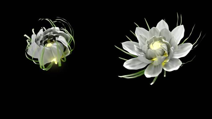 花开C4D文件带渲染花开通道文件