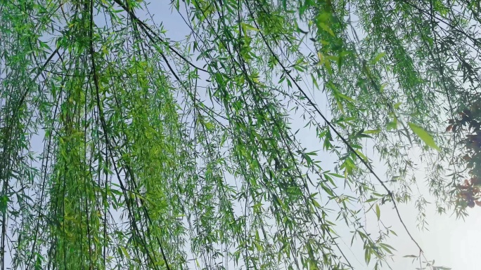 清新柳枝与天空的交织