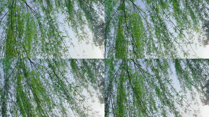 清新柳枝与天空的交织