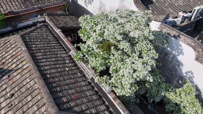 三坊七巷流苏花