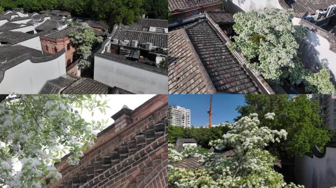 三坊七巷流苏花