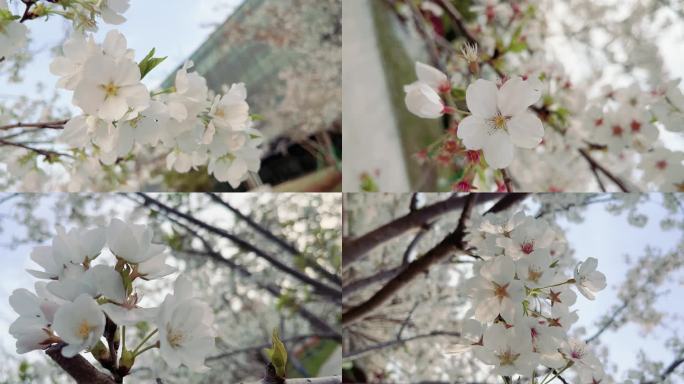 唯美白色樱花特写