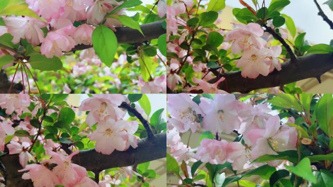 海棠花开春意浓