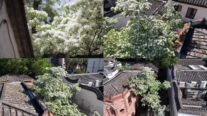 流苏花三坊七巷