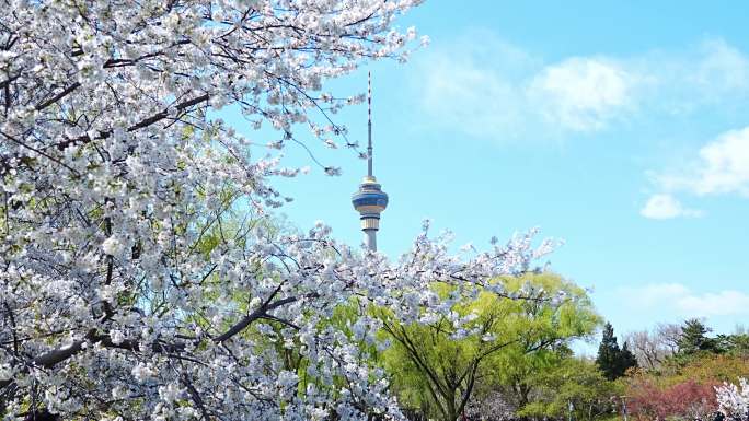 玉渊潭公园 玉渊潭 樱花节 中央电视塔