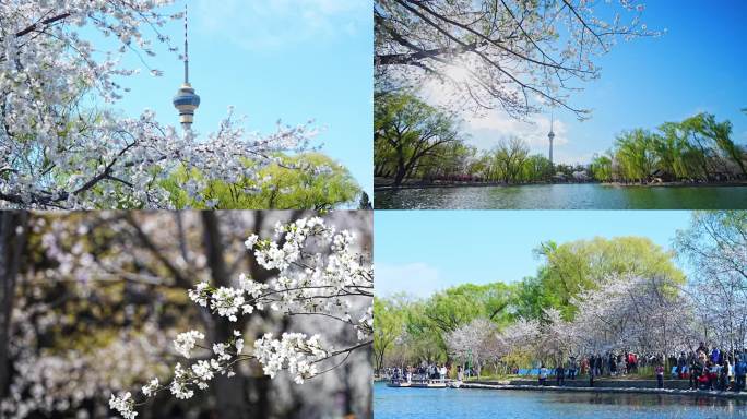 玉渊潭公园 玉渊潭 樱花节 中央电视塔