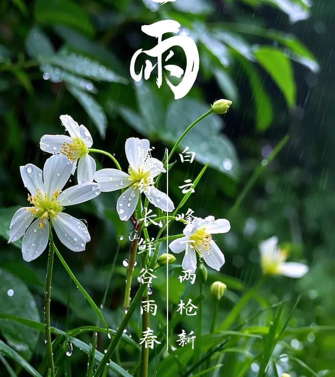 中国节气谷雨竖屏AE模版