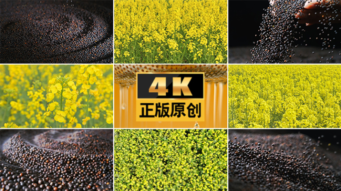农业油榨油菜籽油食用油粮油油菜种植油菜花