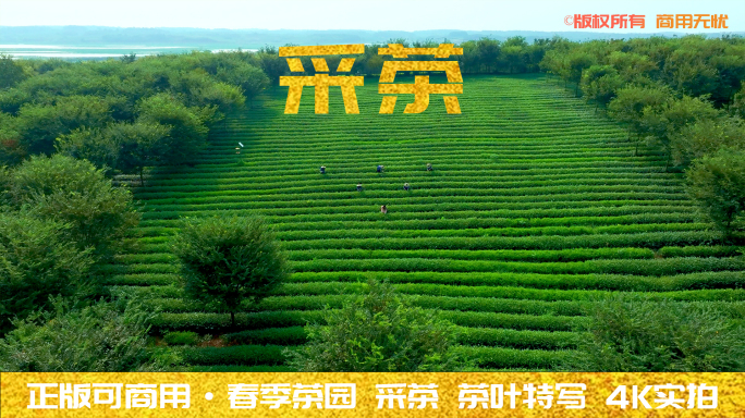 绿色生态茶园 清新采茶 风光4K航拍