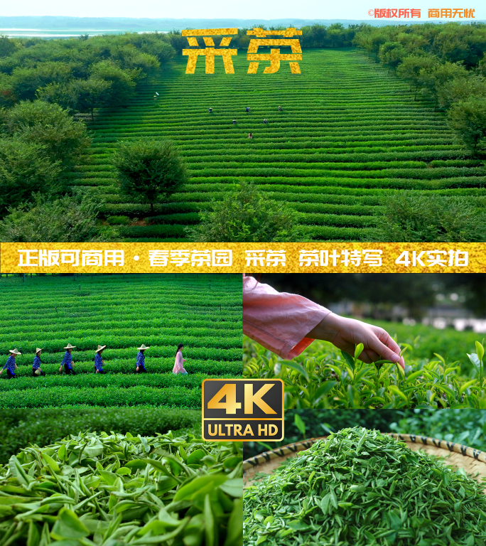 绿色生态茶园 清新采茶 风光4K航拍