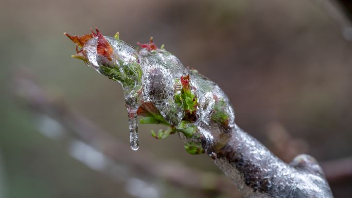 冰凌包裹的春意树木发芽生长冰雪融化延时