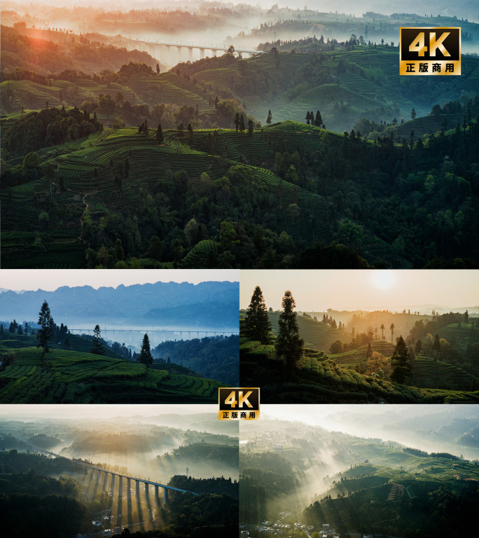 云雾缭绕的茶园风光