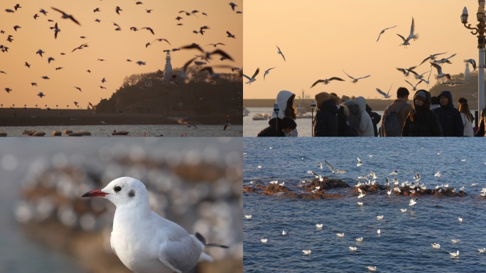 一群海鸥翱翔蓝天 人与自然 青岛人文