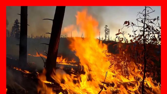 森林火灾森林防火山火防灾减灾日烟头火灾