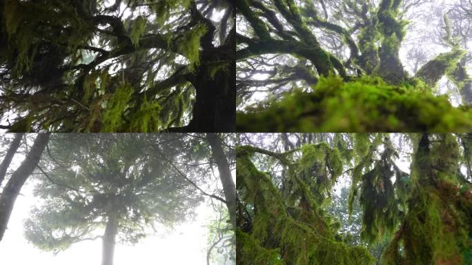 A705一颗长满青苔的千年老树合集4K