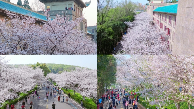 【50元】武汉大学樱花航拍合集