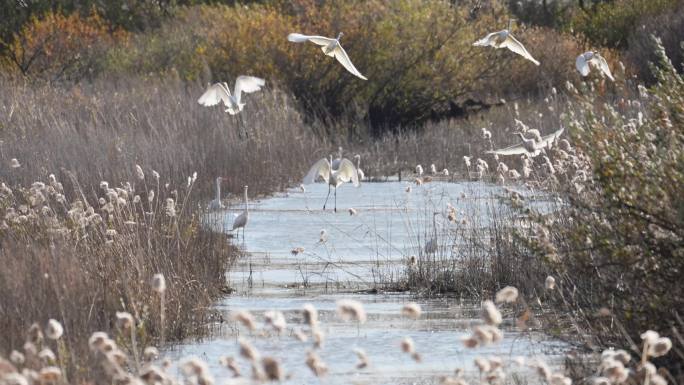 白鹭白枕鹤湿地白鹭栖息觅食