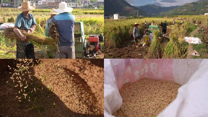 A702巧家村落东坪老街稻田打稻谷合集