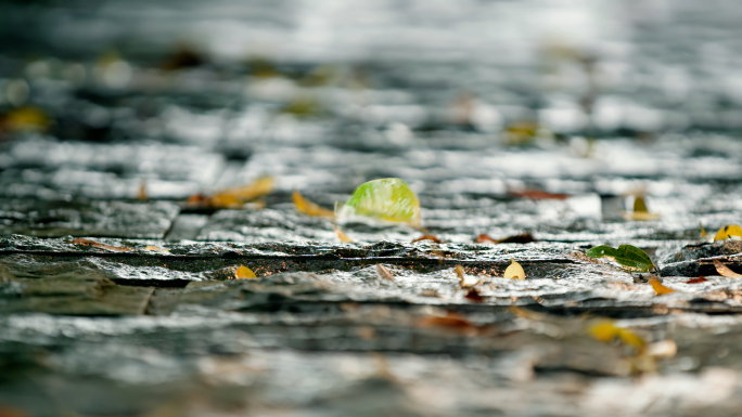 雨天唯美落叶 青石路落叶