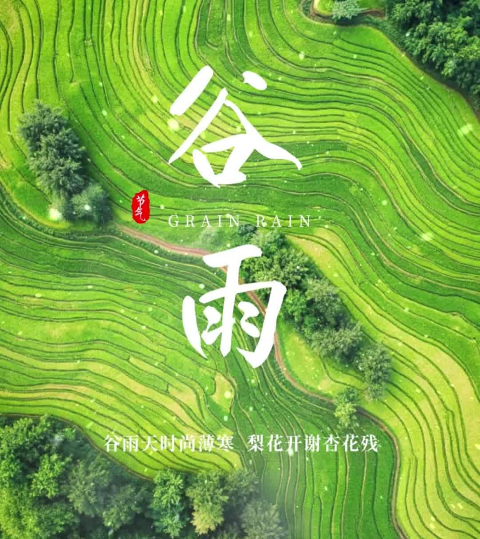 竖版谷雨节气AE模板