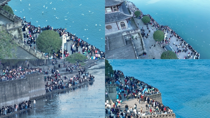 泸州航拍东门口海鸥人群人文景观城市风景