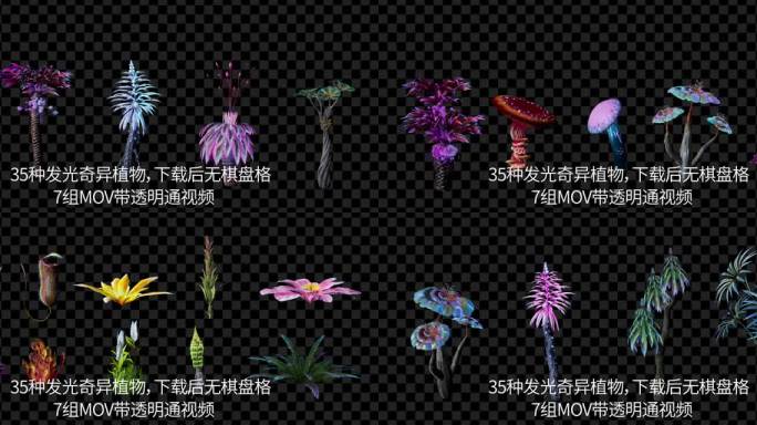 35个奇异发光植物   阿凡达发光植物