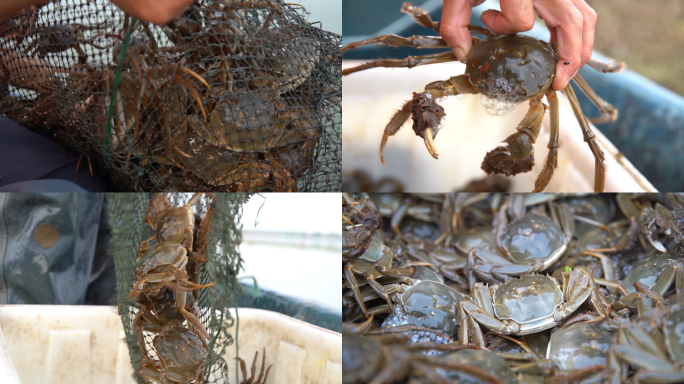 螃蟹捕捞 渔民满载而归 螃蟹丰收季
