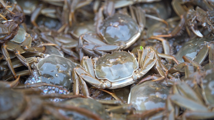 螃蟹捕捞 渔民满载而归 螃蟹丰收季