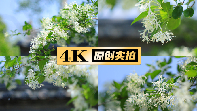 盛开的流苏花流苏树唯美流苏特写小清新