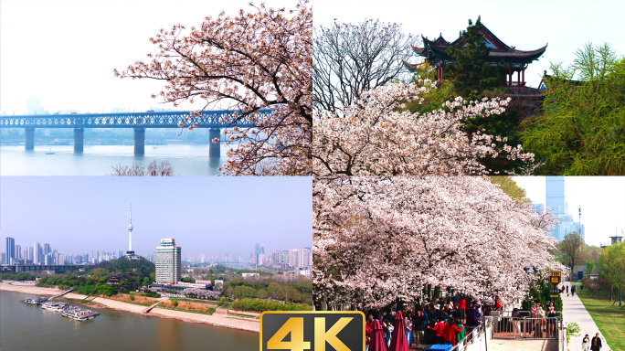 【合集】晴川饭店樱花盛开美景4K航拍