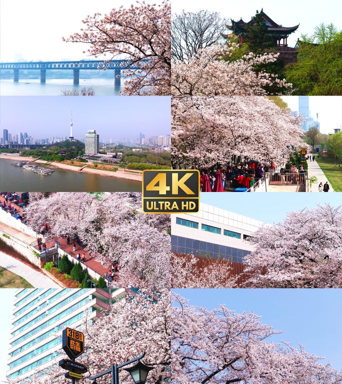 【合集】晴川饭店樱花盛开美景4K航拍