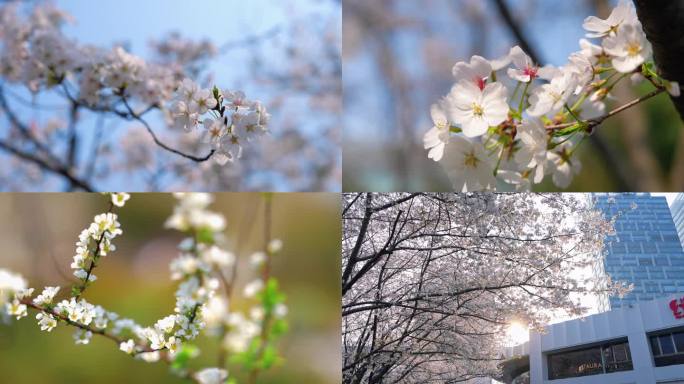 4K 虹口足球场樱花盛开 春游赏花踏青
