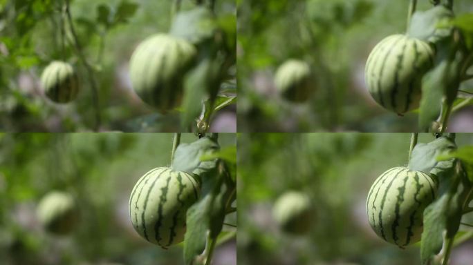 青涩小西瓜生长特写
