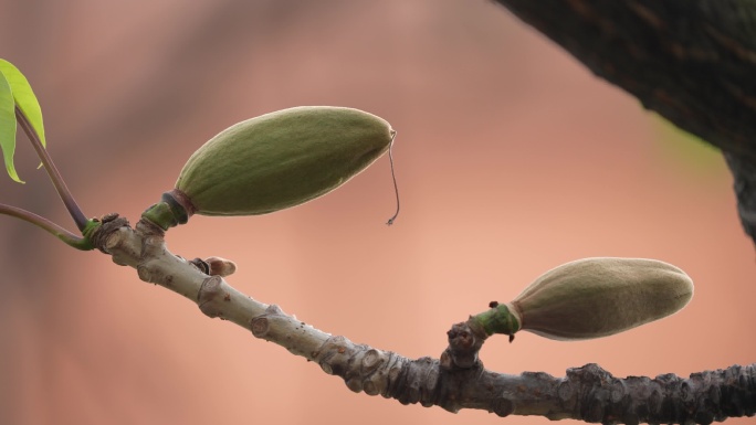 木棉花花苞嫩芽嫩叶英雄树攀枝花红棉树