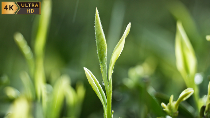 茶叶春茶 茶园日出 采茶泡茶茶文化 茶