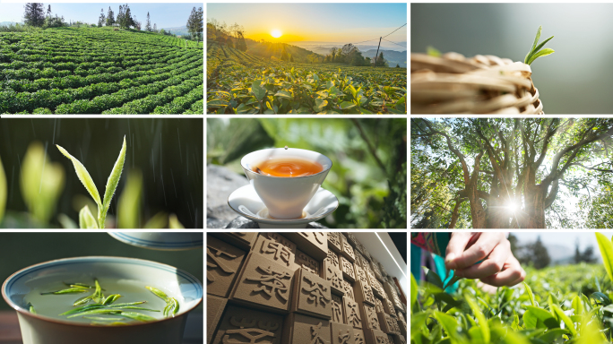 茶叶春茶 茶园日出 采茶泡茶茶文化 茶