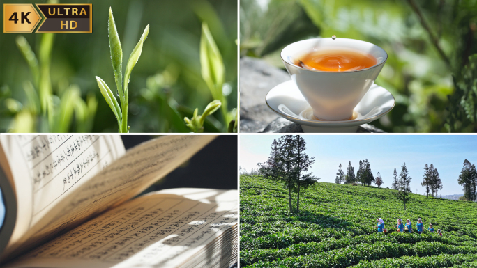 茶园采茶 春茶茶叶茶山 茶 茶叶加工制作