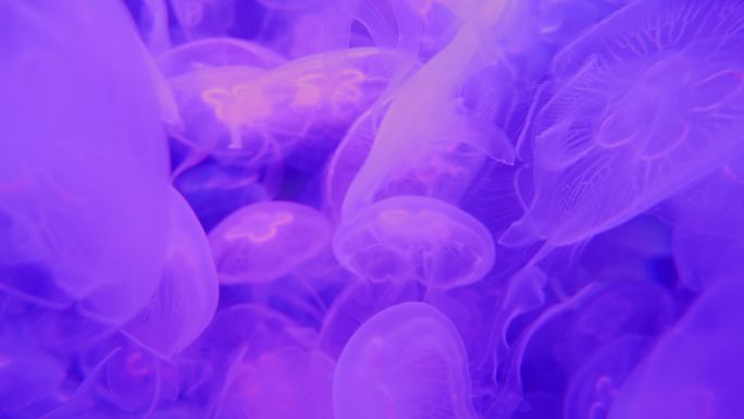 紫色水母群梦幻漂浮海洋生物唯美特写