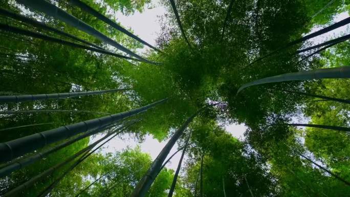 永川 茶山竹海 航拍 自然 风光