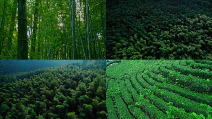永川 茶山竹海 航拍 自然 风光