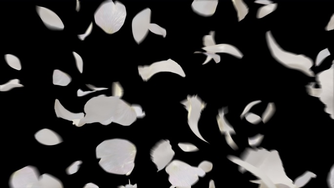 白色花瓣 爆开转场 4K 带通道