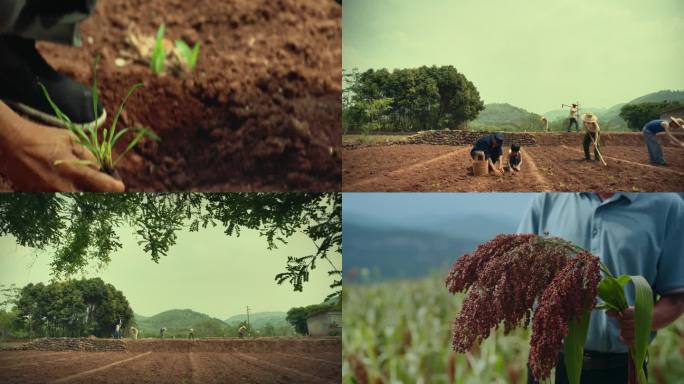 春天播种粮食田间劳作农民农业乡村
