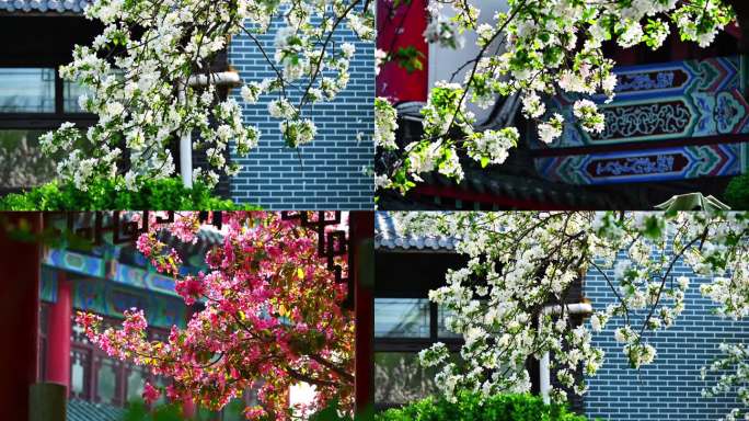 中式庭院里的海棠花 古建筑海棠花
