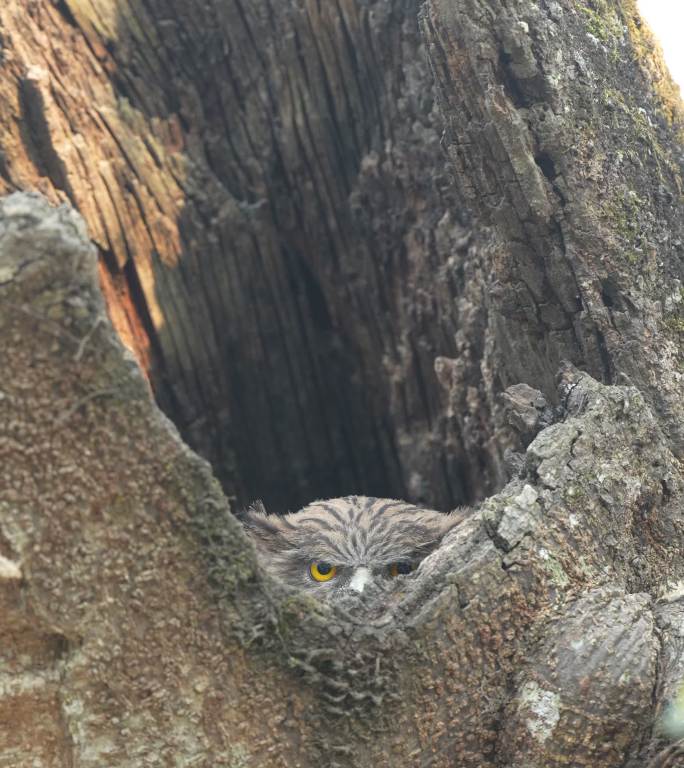 树洞中的猫头鹰