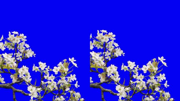 梨花枝头随风飘动蓝幕背景可抠像素材