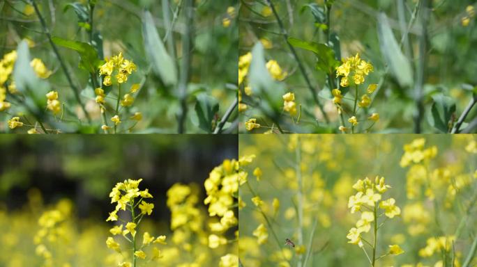 油菜花田蜜蜂采蜜春日田野油菜花盛开