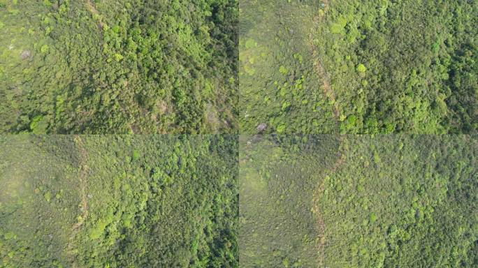 绿色森林鸟瞰航拍
